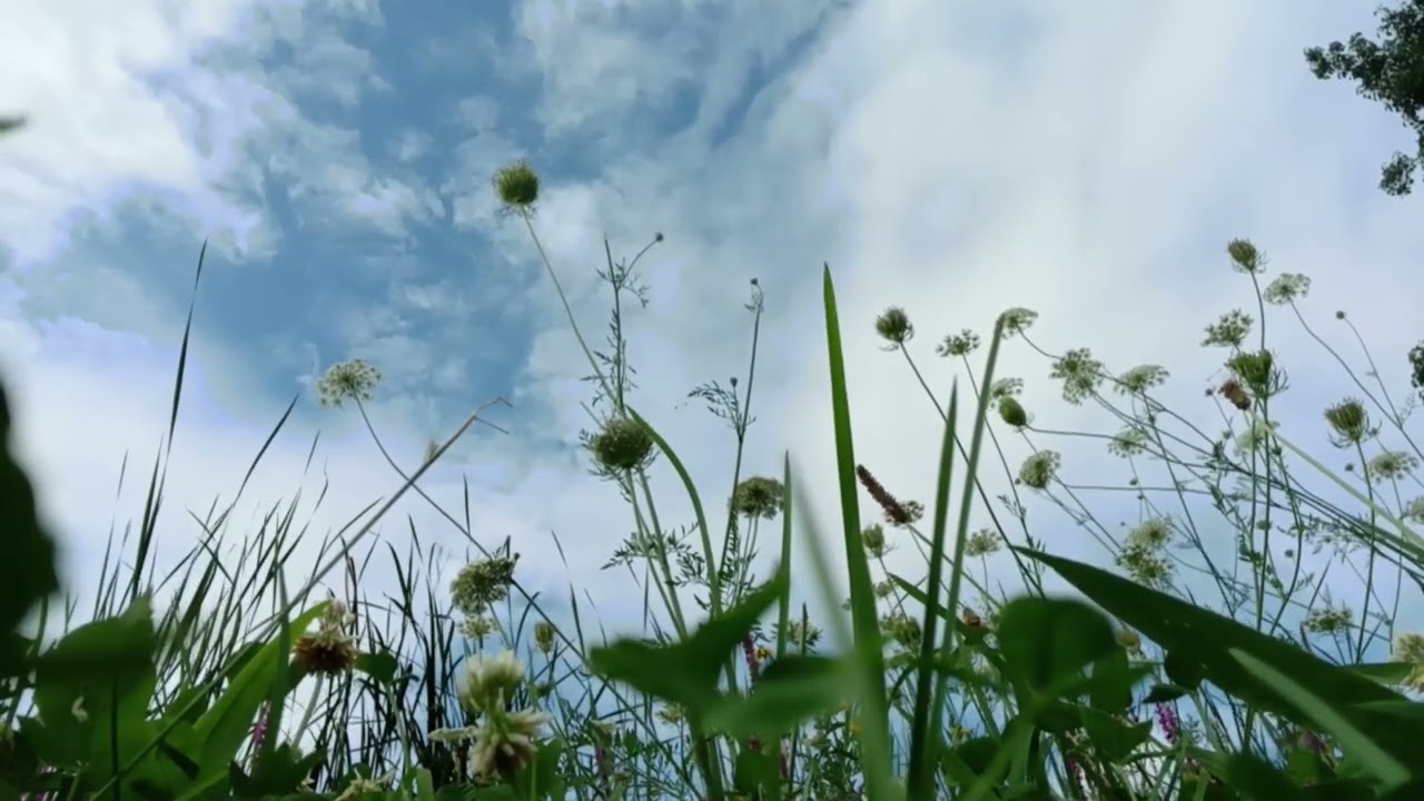 Spéic Seoigheach / Joice's Tune