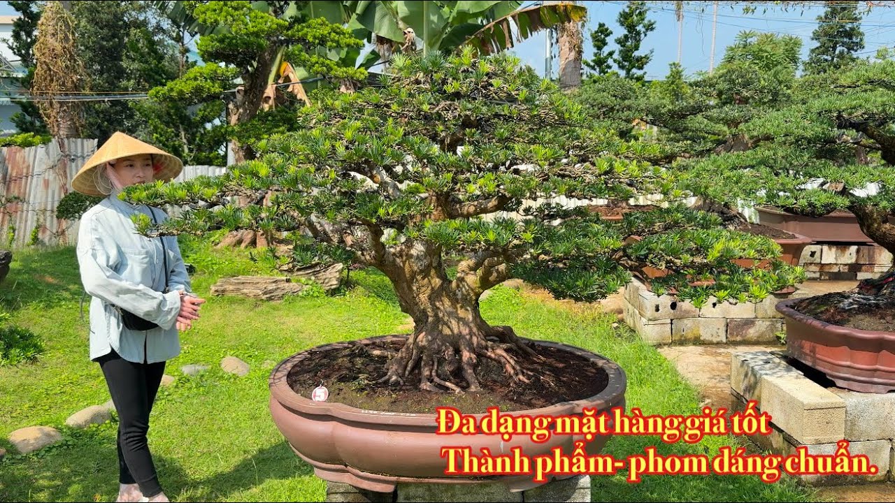 Ngày 21-1 Đa dạng bonsai thành phẩm rất đẹp giao lưu ( mai chiếu thủy- linh sam- Tùng- si bông)