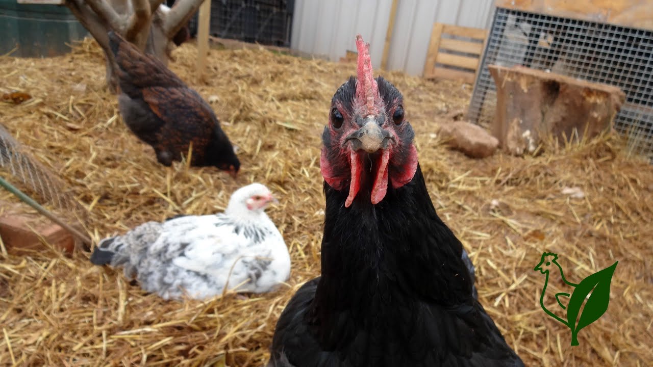 Welcome to our Smallholding In South Australia