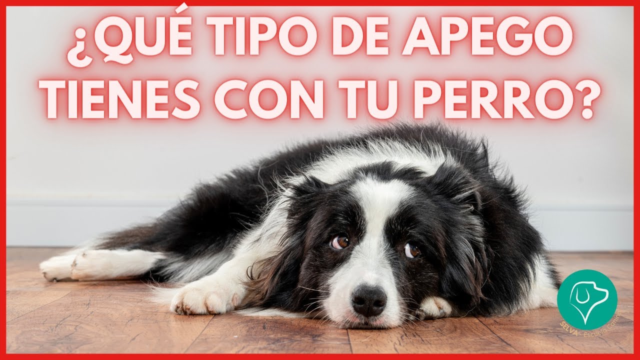 Ansiedad por Separación en Perros, Tipos de Apego Revelados