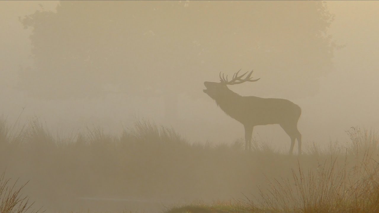 The Rut - A Richmond Park Story