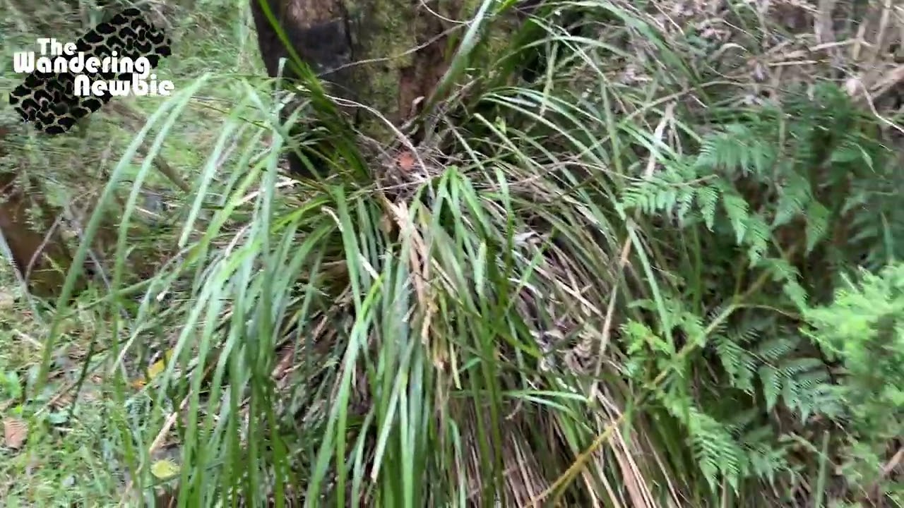 Blackwood Campground - Murrindindi Scenic Reserve - Victoria