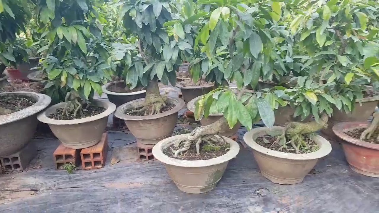 Mai Đại Lộc - C&acirc;y Giống C&acirc;y Chưng Tết | Gi&aacute; 80 -130-150-800-1tr-1tr5...😀 31/05/19
