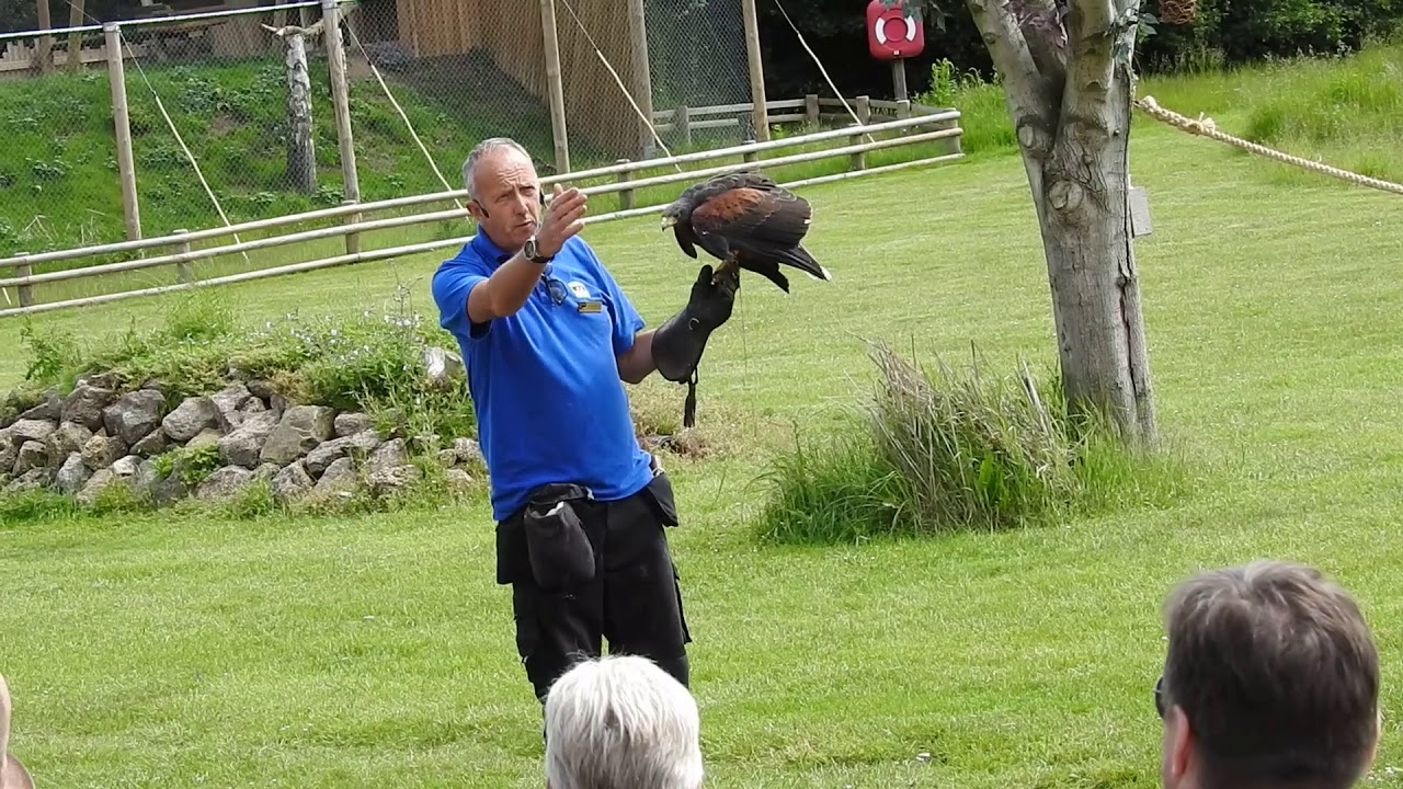 Apresentação de aves de rapina e exóticas