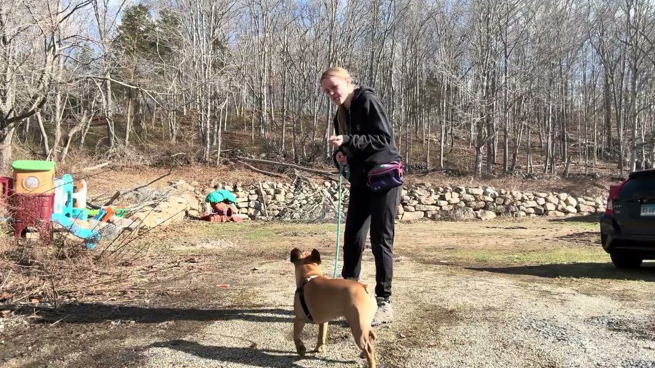 Bernie- loose leash walking with distractions, leave it when pulling and changing direction