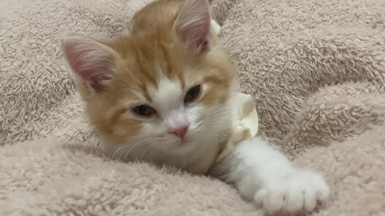 子猫のマンチカンはお布団でのんびりからの接近中🐈#cat #猫 #子猫 #マンチカン #animal 
