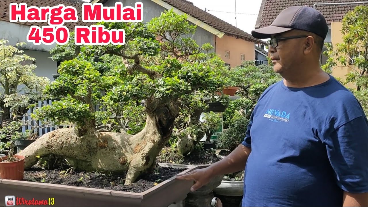 MULAI HARGA 450 RIBU‼️CEK HARGA BONSAI DIRUMAH BALI BONSAI BLITAR