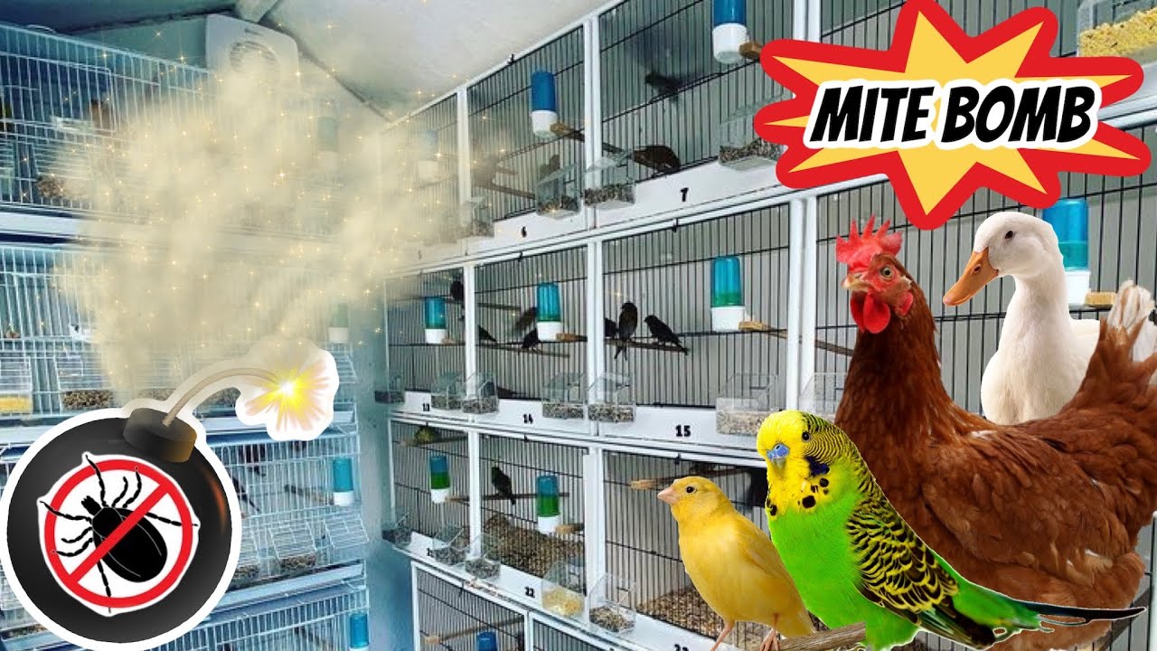 Using a MITE SMOKE BOMB for Birds