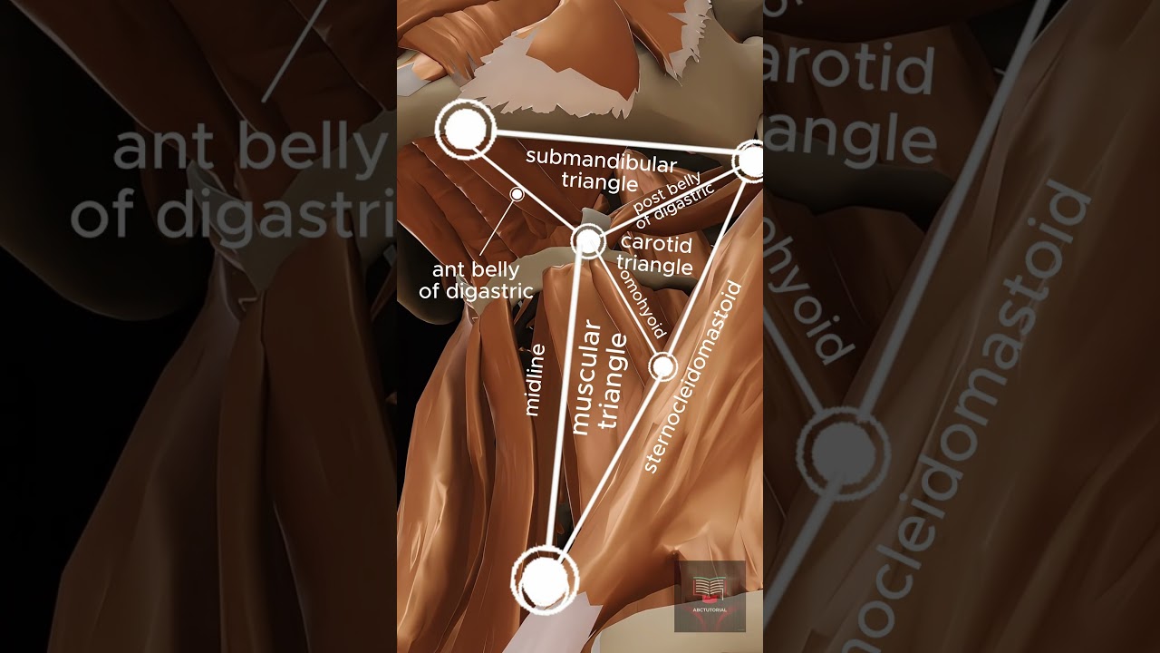 The Triangles of the Neck 3D anatomy animation video #3danatomy #3danimation #shorts