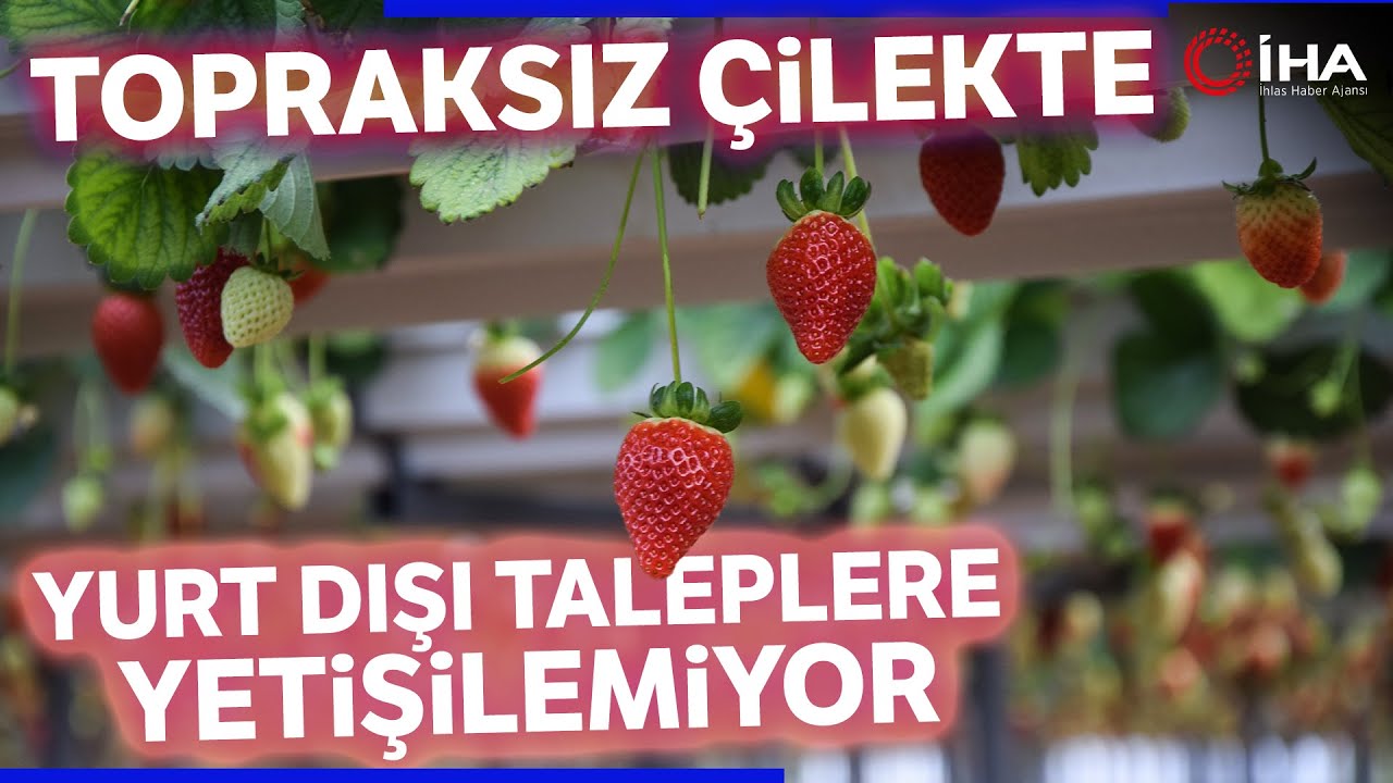 Türkiye’de Üretilen Çilekler Uzak Doğu Ülkelerinin Gözdesi