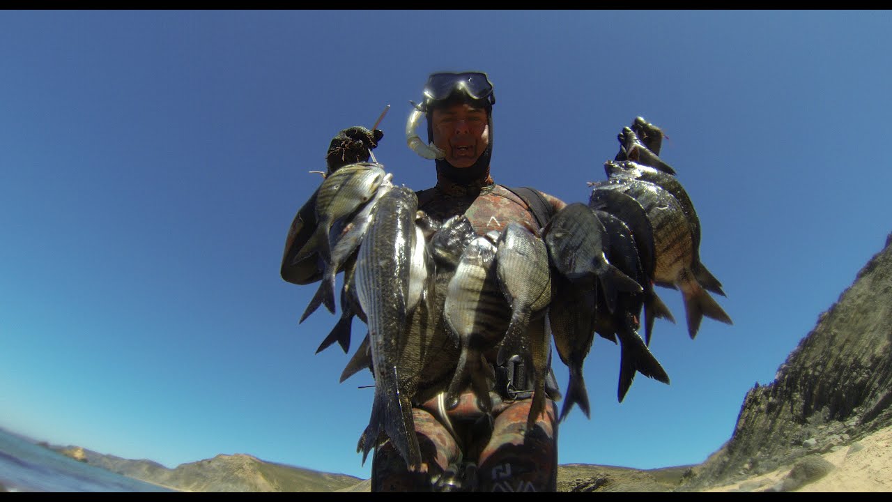 Spearfishing Caça Sub costa vicentina, Sagres 08/2021