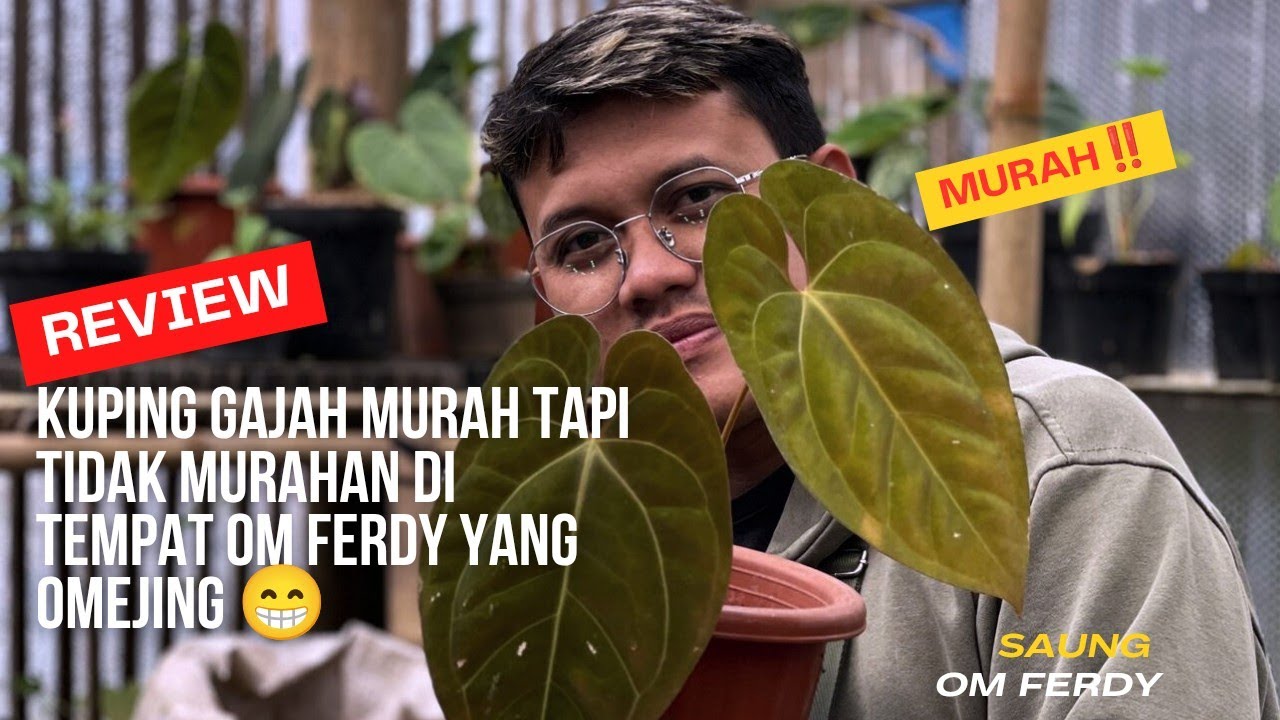 MEMANG ADA ANTHURIUM MURAH TAPI CAKEP⁉️ TEMPAT OM FERDY SOLUSINYA🔥