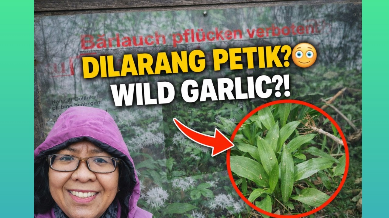 Benjamin Lihat Burung Pelatuk Pakai Teropong! Kenapa Bärlauch di Hutan Jerman Ini Dilarang Dipetik?