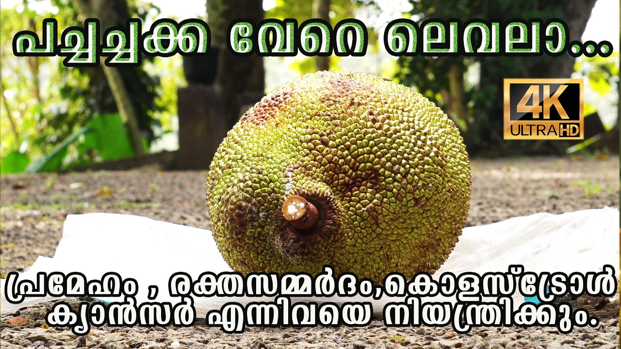 ചക്കപ്പുഴുക്ക് റെഡി | കാന്താരിയും | ഇവയുടെ ഗുണങ്ങൾ | കട്ടിതൈര് തയ്യാറാക്കുന്ന വിധം |