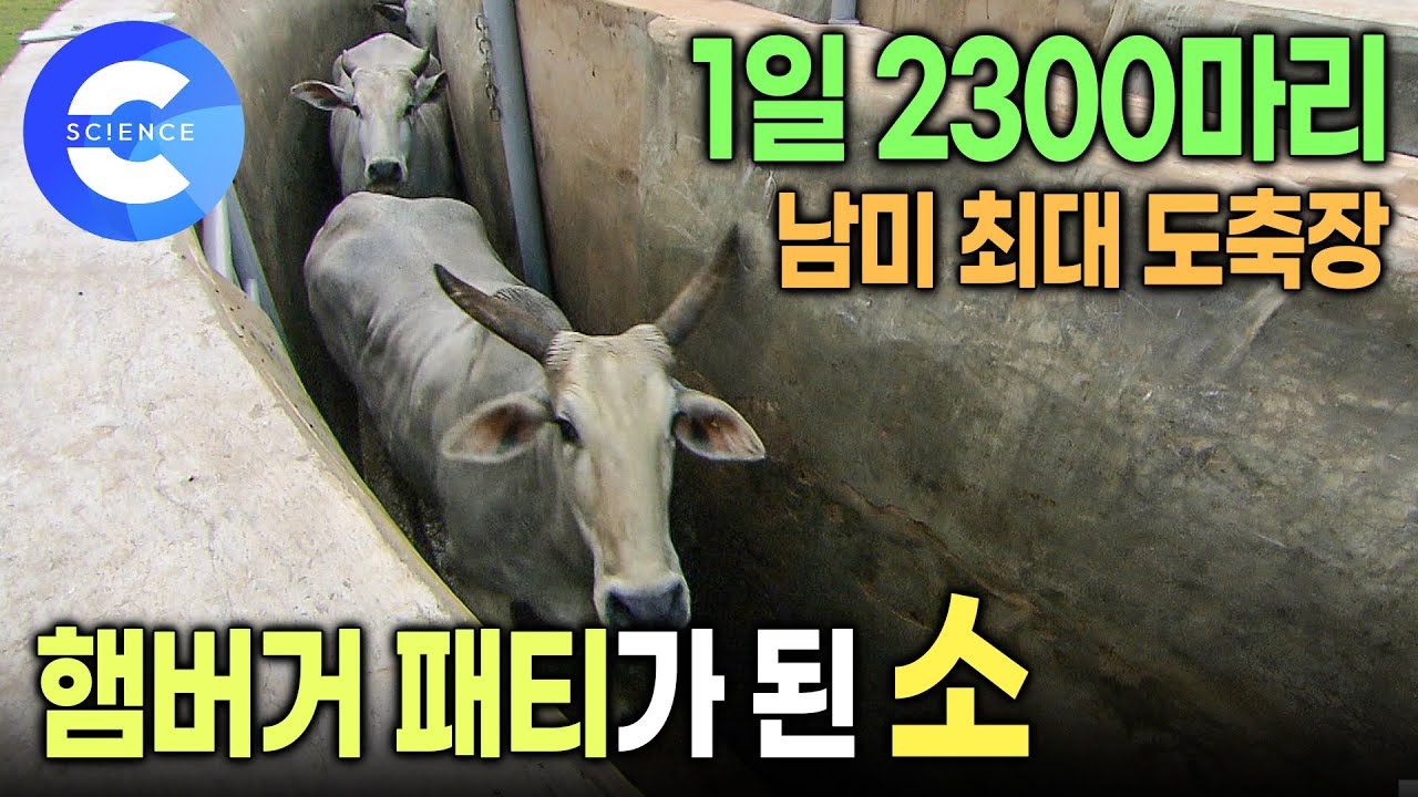 ※ 도축 과정이 시청에 불편을 줄 수 있습니다. 유의 바랍니다!! 🚨 | 식탁에 소고기가 오르는 과정 | 햄버거 커넥션 | 다큐프라임