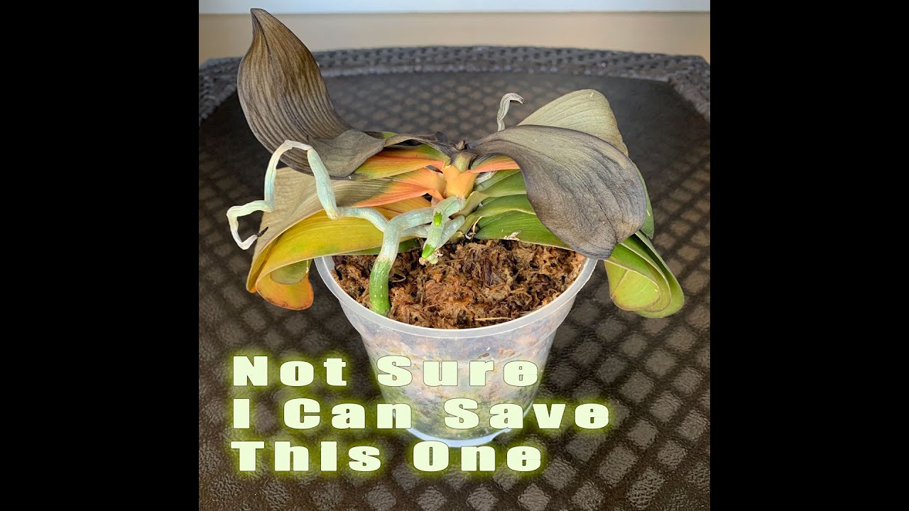 Can I Save This Orchid? Sunburned Phalaenopsis