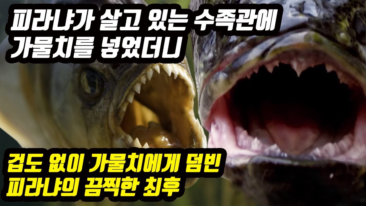 가물치 VS 피라냐 피라냐가 살고 있는 수족관에 가물치를 넣었더니 겁도 없이 가물치에게 덤빈 피라냐의 끔찍한 최후