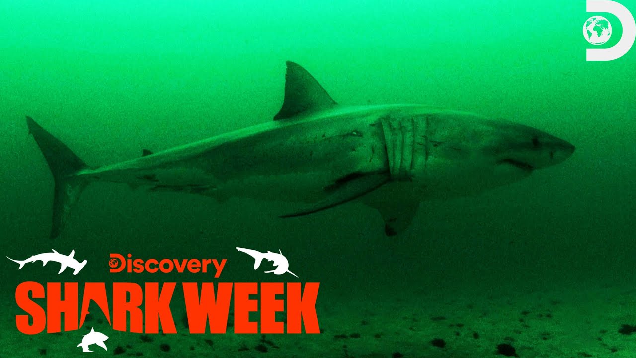 Are Great White Shark Populations Bigger Than We Thought? | Shark Week | Discovery