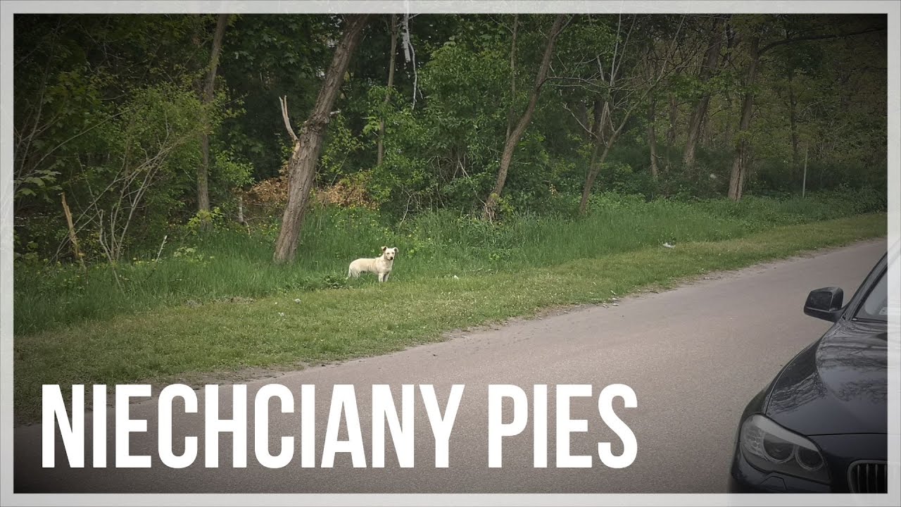 Niechciany pies szybko znalazł nowy dom