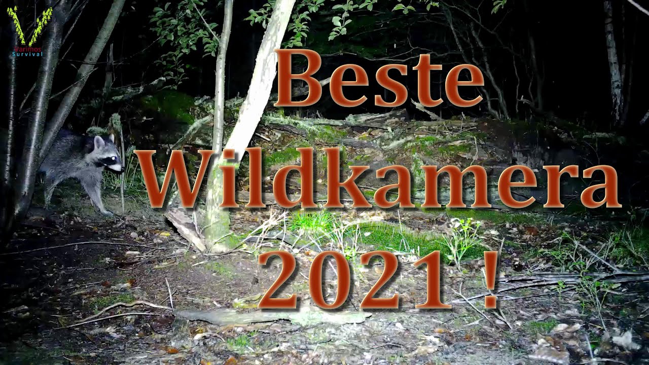 Bisher beste Wildkamera 2021 ! Farbaufnahmen in der Nacht !