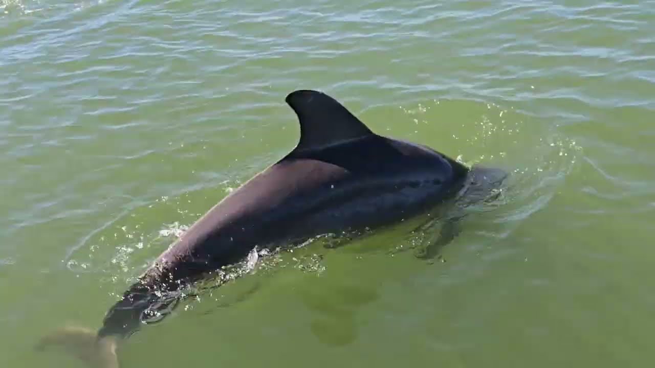 #made #you #look #dolphin #boat #florida #boating #fl