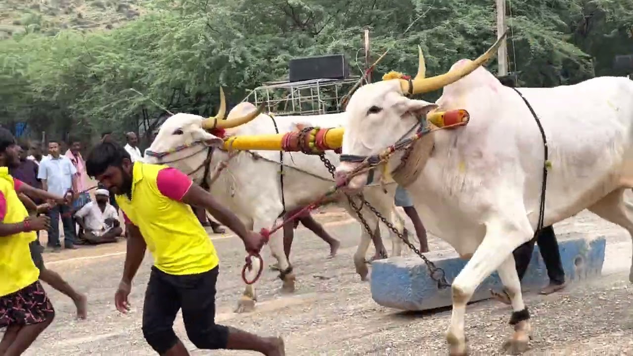 Animela eddula potilu 2022- DSK bulls first price winner  #animela #dasara #dskbulls #bull 05SEP2022