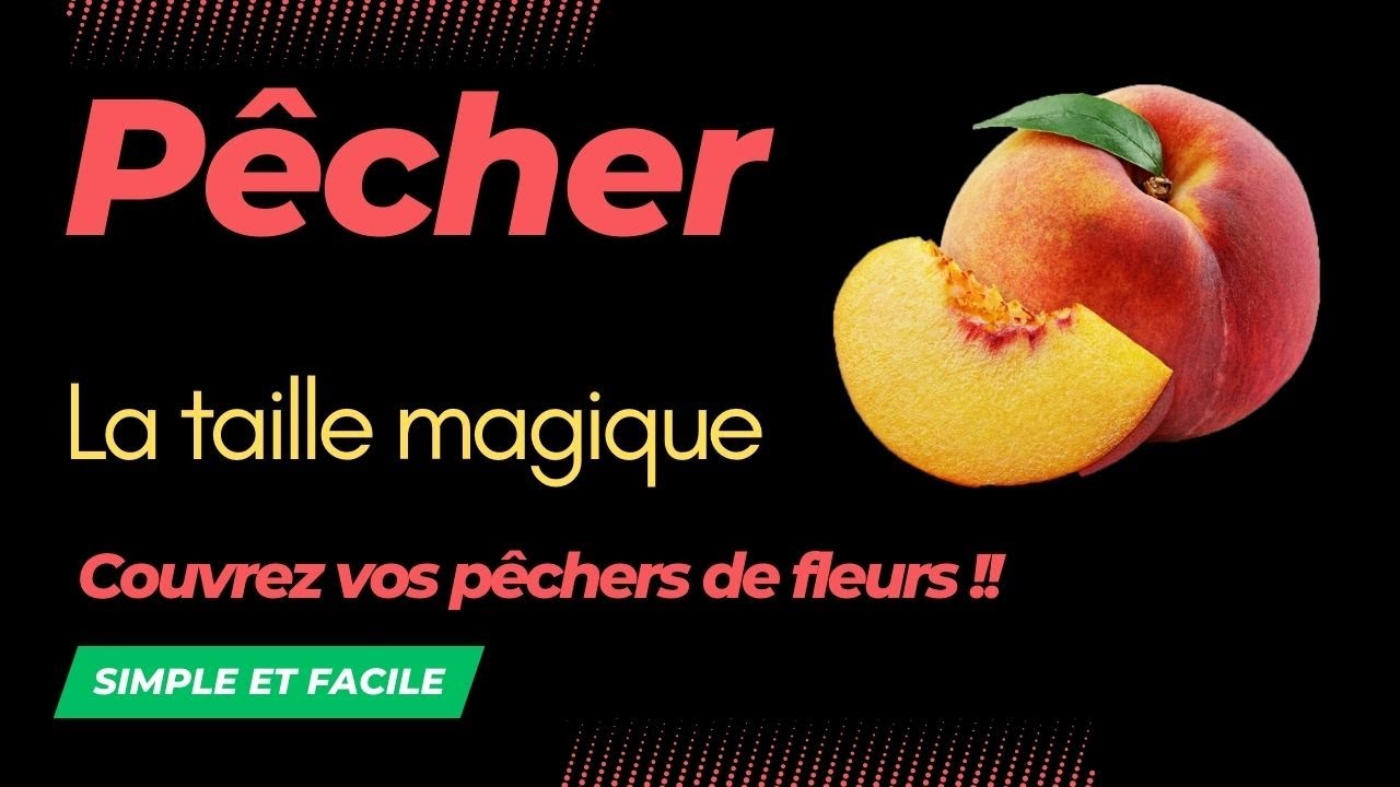 La taille magique pour couvrir vos pêchers de fleurs voir 3 pêchers en fleurs et la taille au top