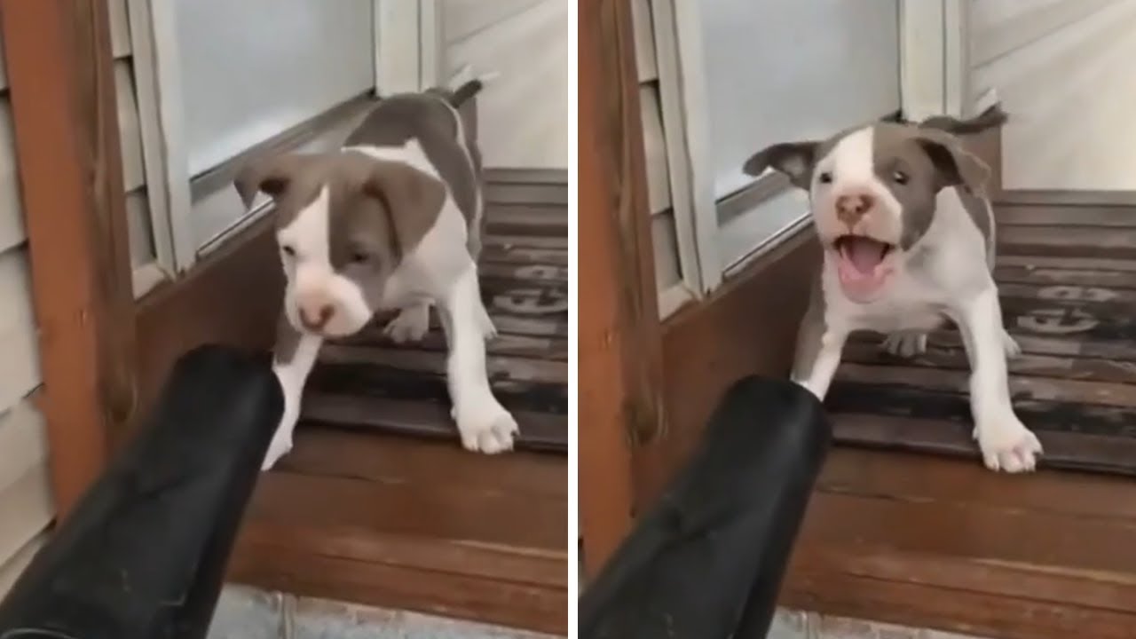 High-energy puppy loves playing with leaf blower #Shorts