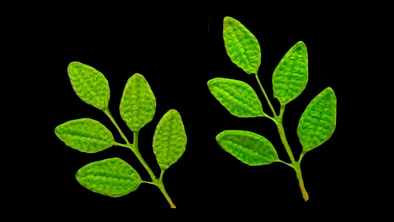 🌹 Потрясающий мастер-класс по вязанию крючком розовых листьев — создайте реалистичные цветочные л...