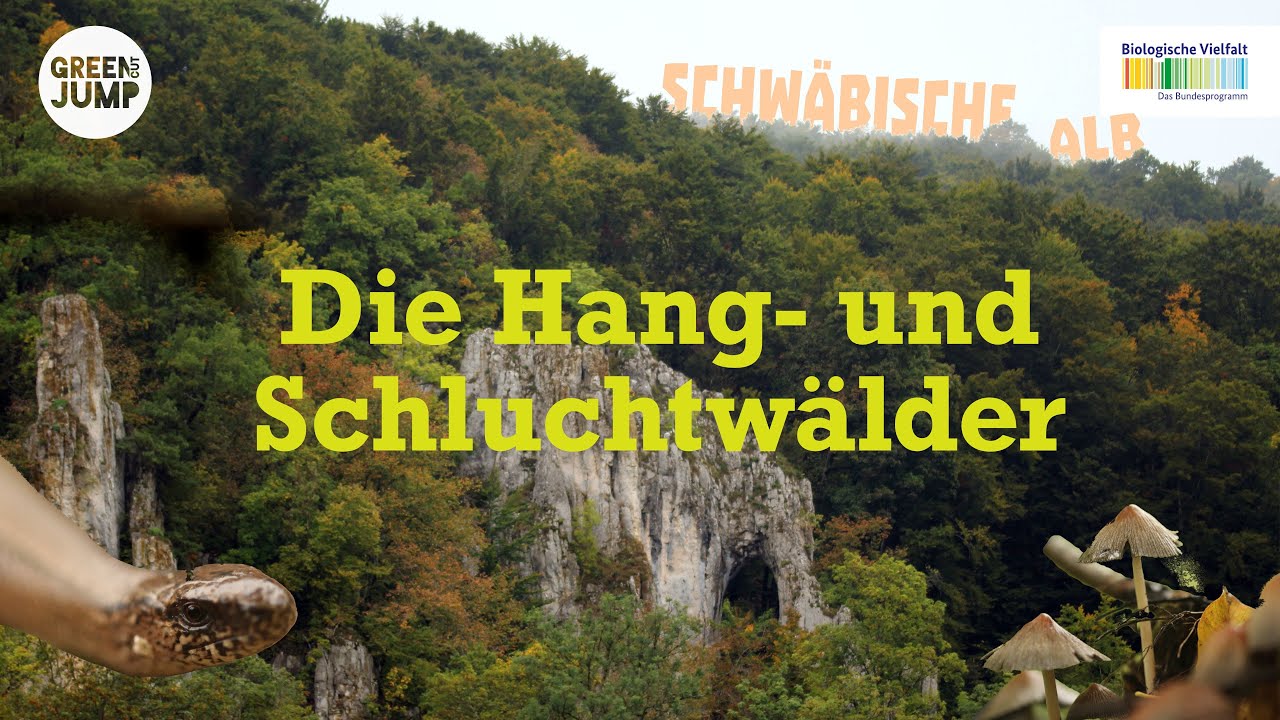 Die Hang- und Schluchtw&auml;lder der Schw&auml;bischen Alb