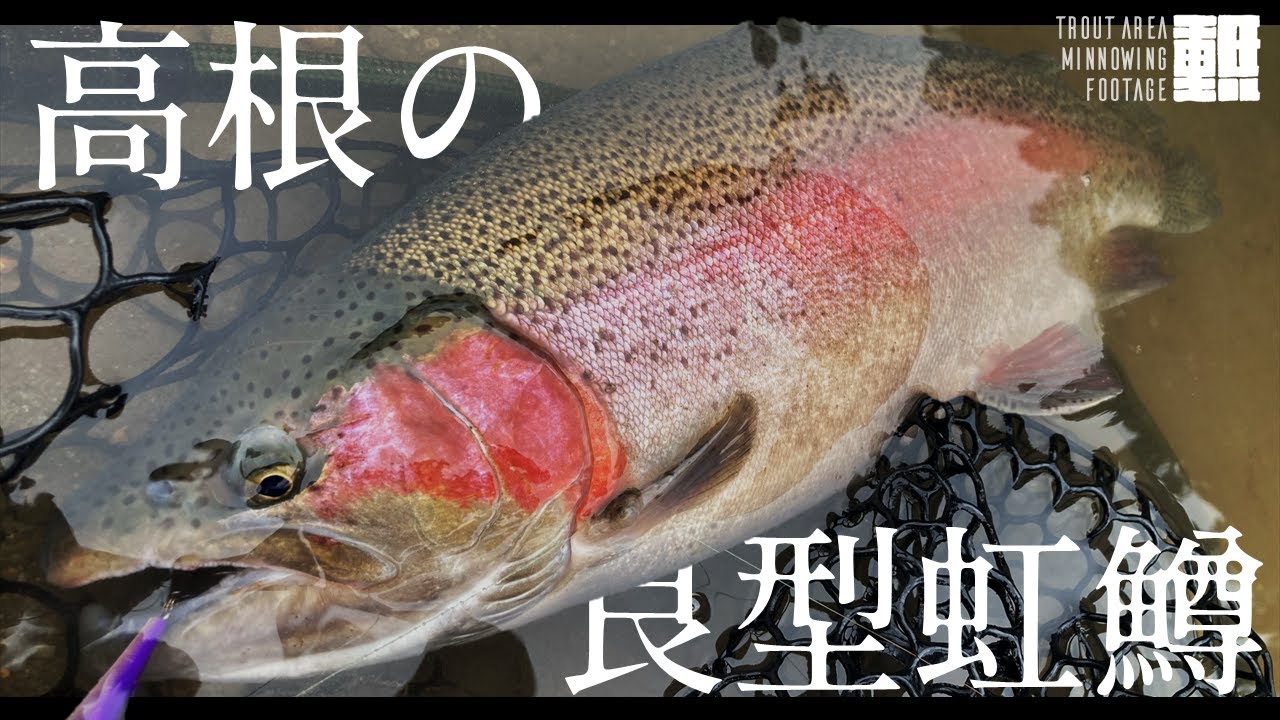 高根トラウトマウンテンズの良型レインボーが格好良すぎた #エリアミノーイング #エリアトラウト #ずんだもん