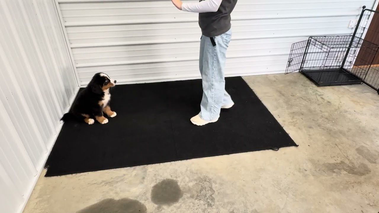 Riley - Transitional training showcase video
