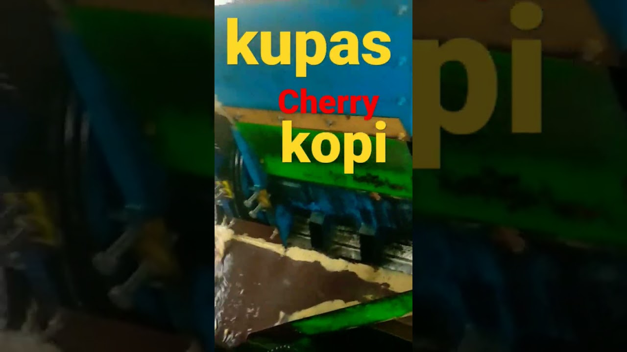 mengupas kulit Cherry kopi ( arabika proses fullwash )