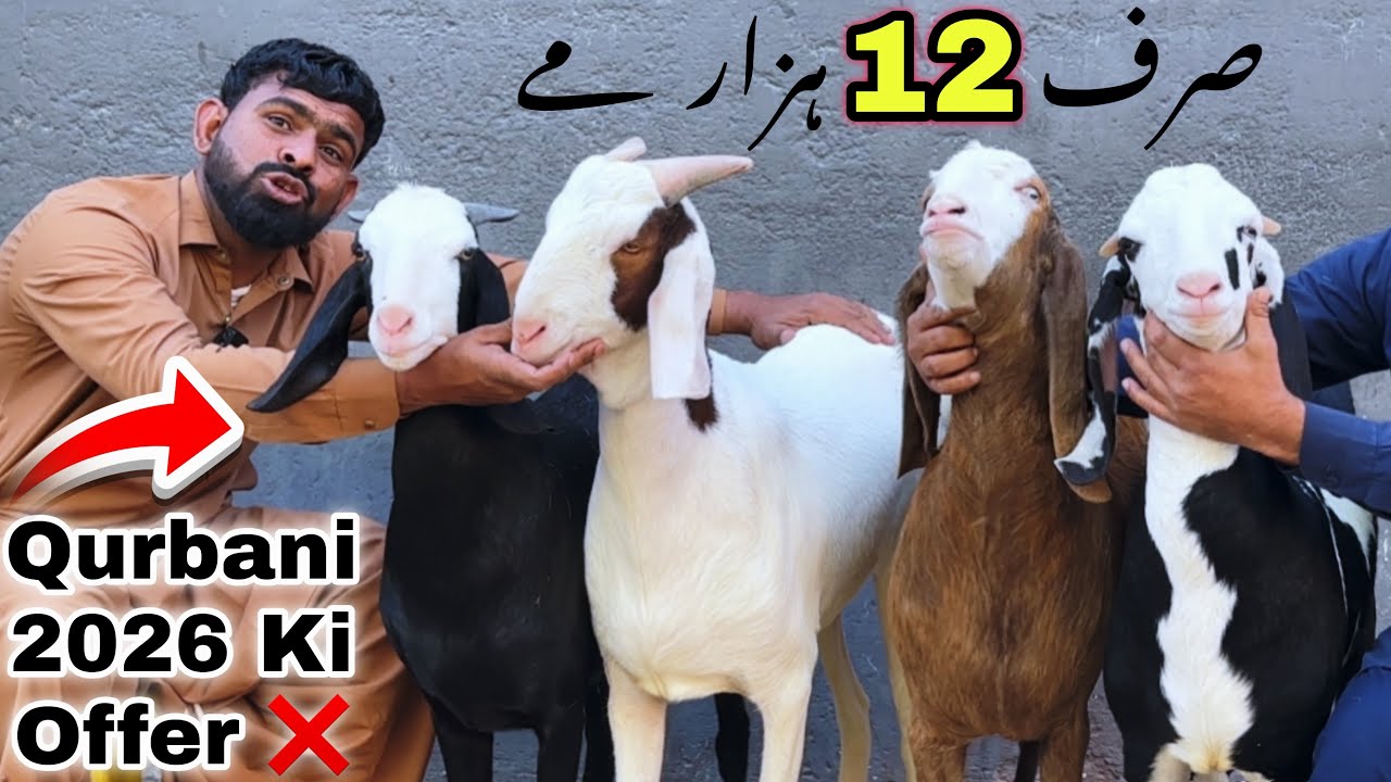 Self Feed Ka Heavy Qurbani 2026 Ka Bakray 🚨 | Kajla Dumba & Dumbiya | Bakra Mandi 