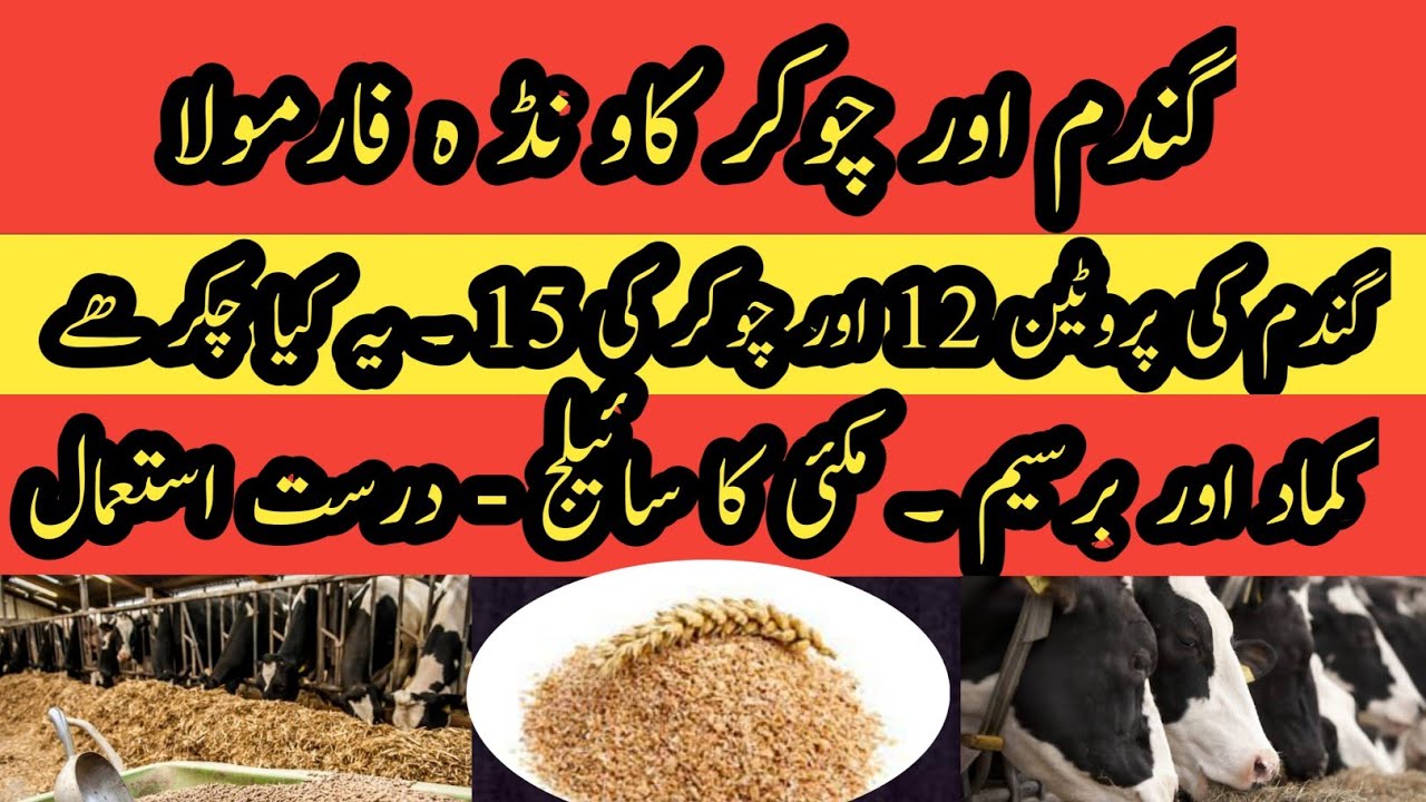 Chokar and gandum Ka Wanda II Chokar protein and wheat protein II Berseem and kamaad usage in dairy