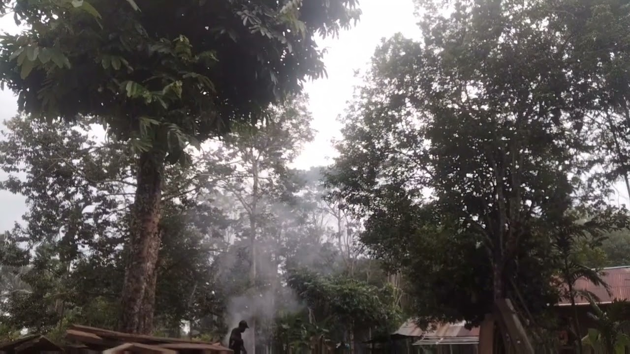 Pohon 