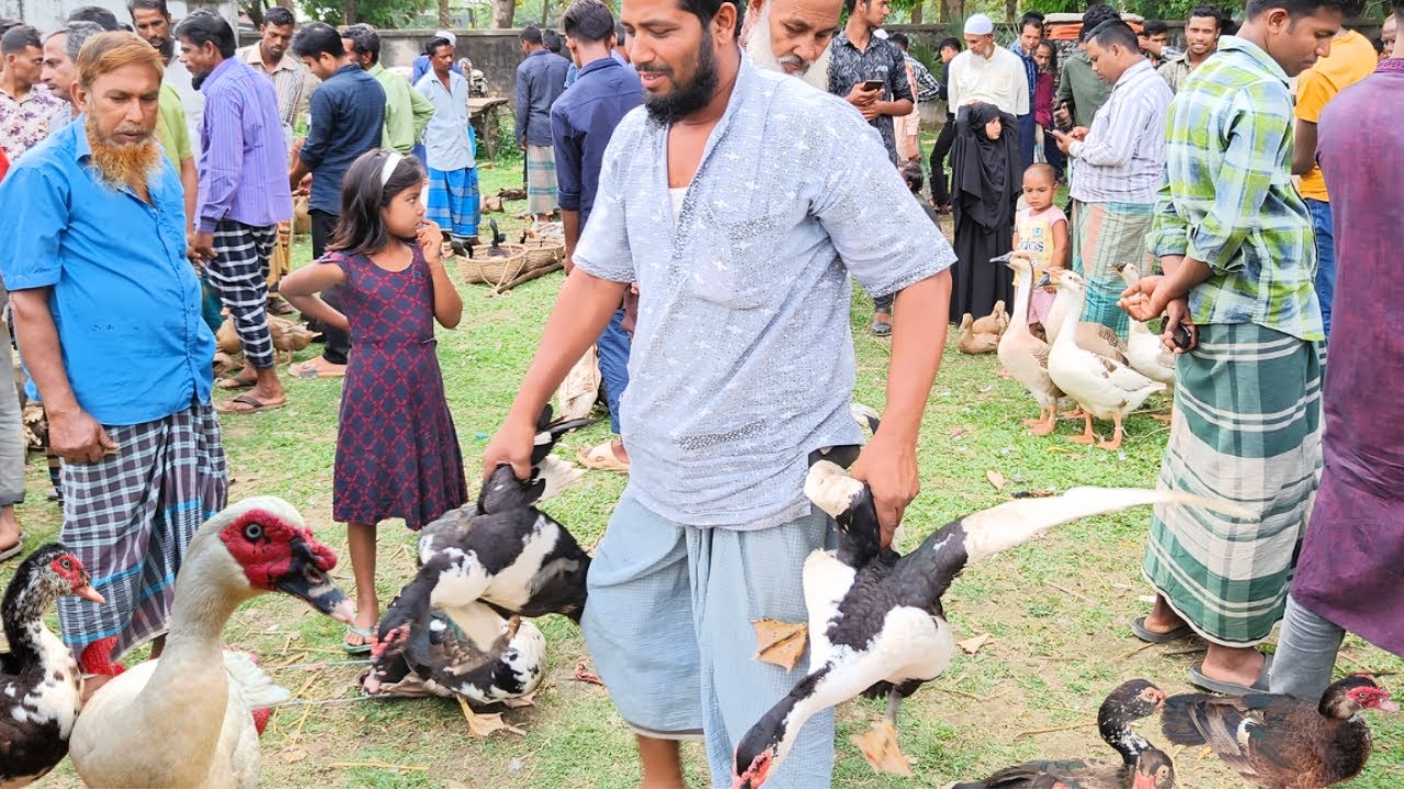 রোজার মাসেও জমজমাট তিনানীর হাঁস মুরগির হাট। দেখুন বাবুভাই কিভাবে চীনা হাঁস কেনে ২০২৩