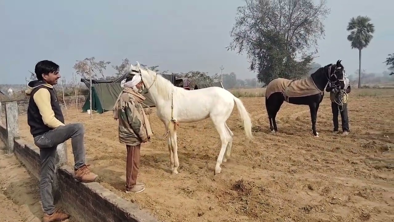 मदनपुर #मेला घोडा# बाजार