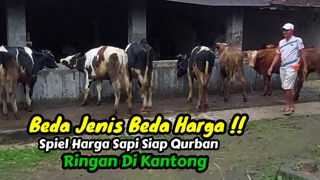 Beda Jenis Beda Harga‼️Speil Harga Terbaru, Sapi Siap Qurban Ringan Dikantong .Utomo Farm Boyolali