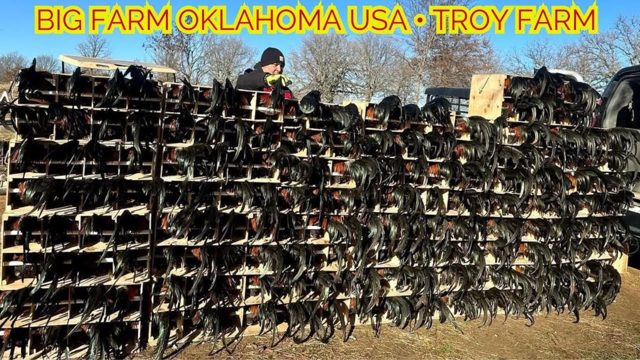 Troy Thompson Oklahoma USA - Shape Chicken Coop Outdoor Indoor Feeding Time Free Range