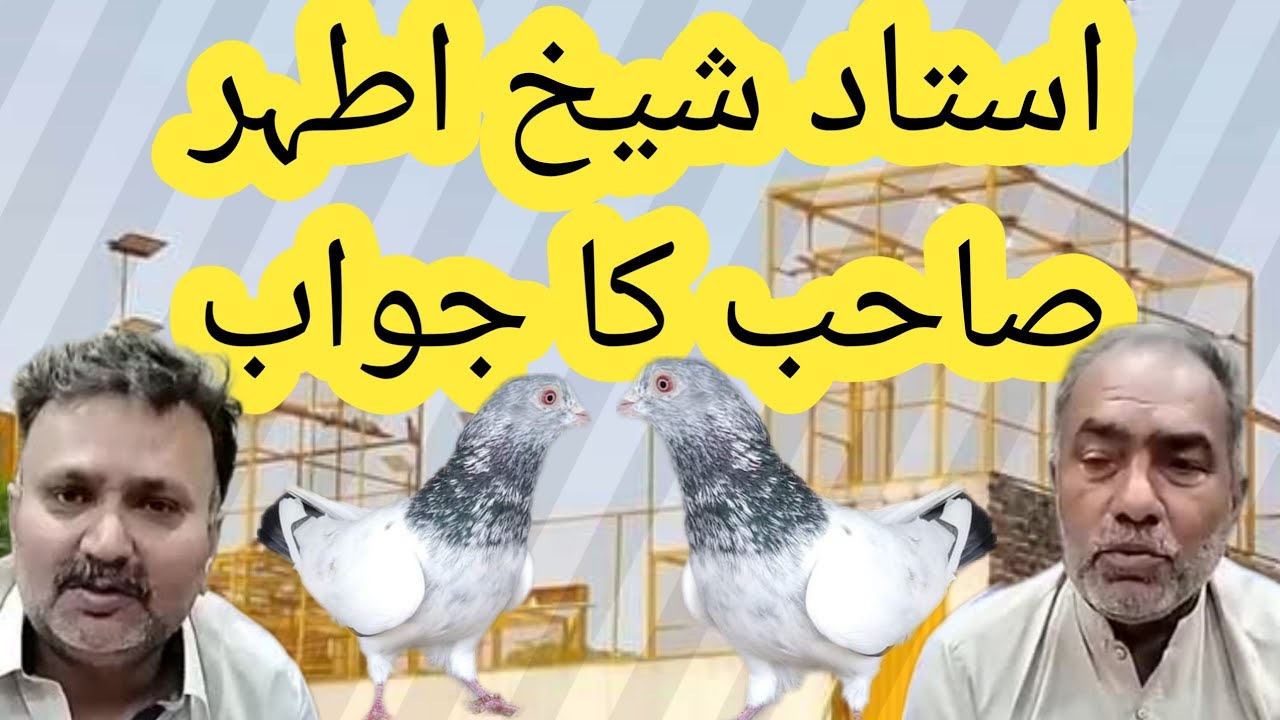 Ustad Sheikh Athar and World Champion Hafiz Naeem pigeons