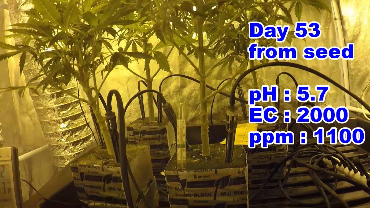 Cannabis in Rockwool HD - part 2 - PHC presents Jack Herer Auto-Flower Bloom 600 W