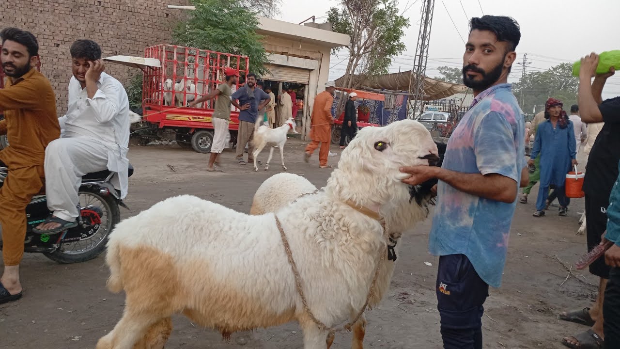 Sunday night update Shahpur kanjra mandi | mundre chatre | rajanpuri bakre  | Qurbani 2025