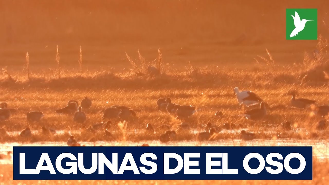 Descubre las Lagunas de El Oso, en Ávila