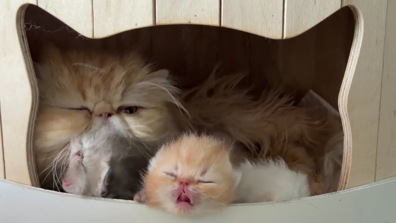 Миюки и её котята. Дневной сон наших кошек.