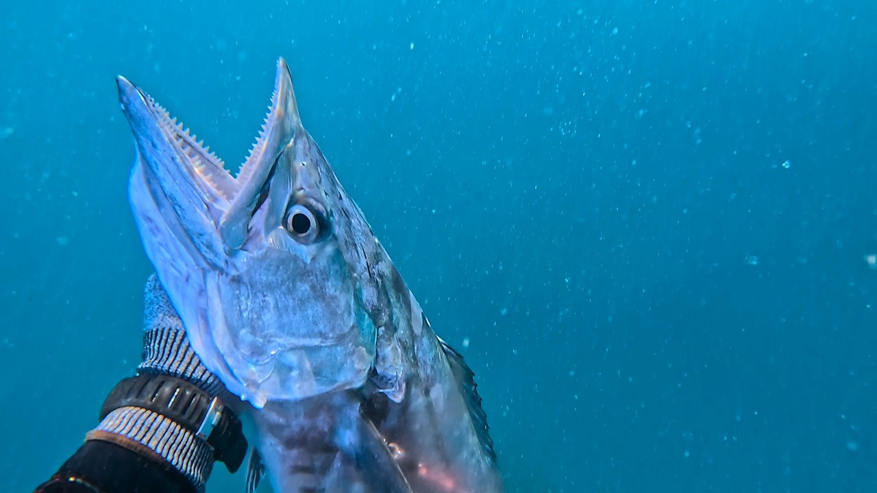 Spearfishing 2025 Highlights