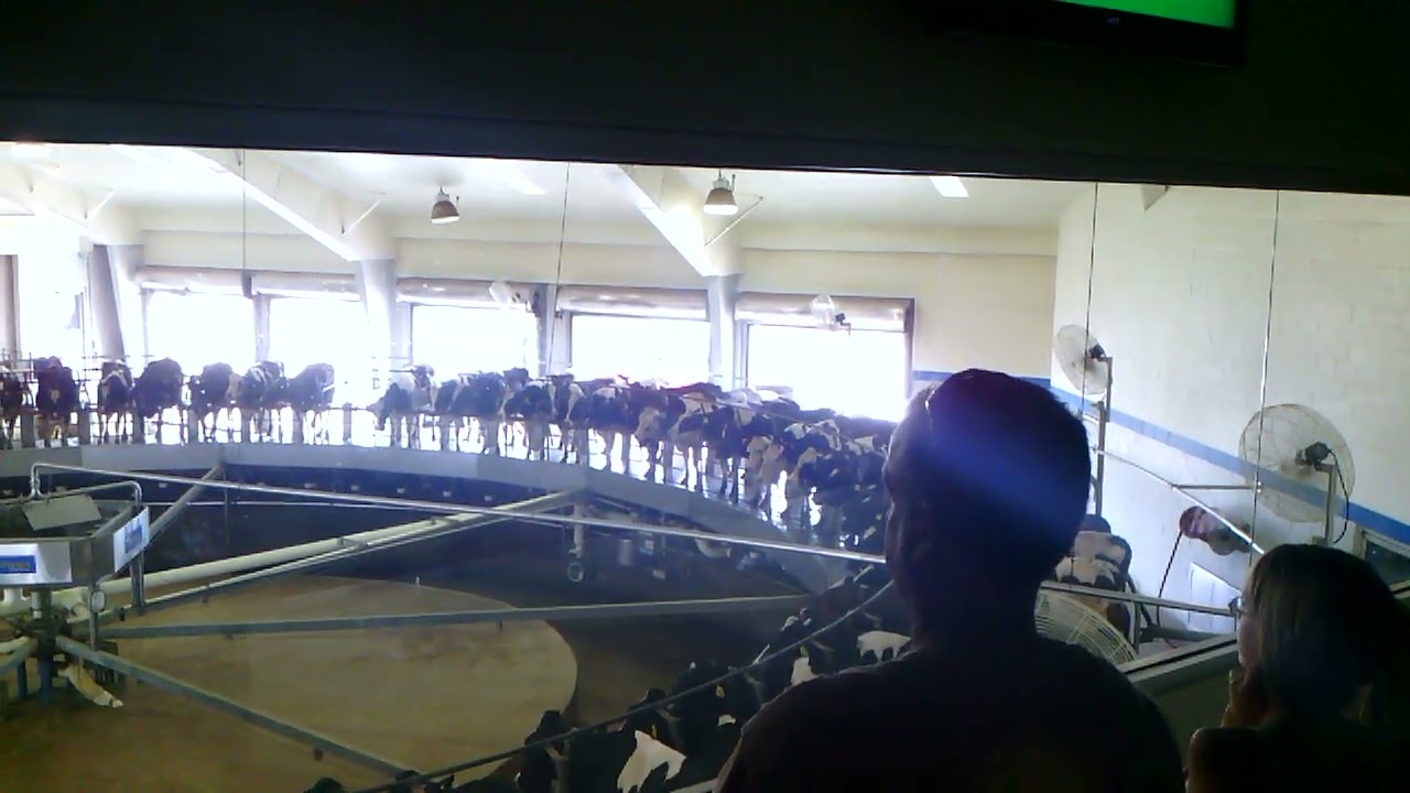 Cow carousel at Fair Oaks Farms, Indiana