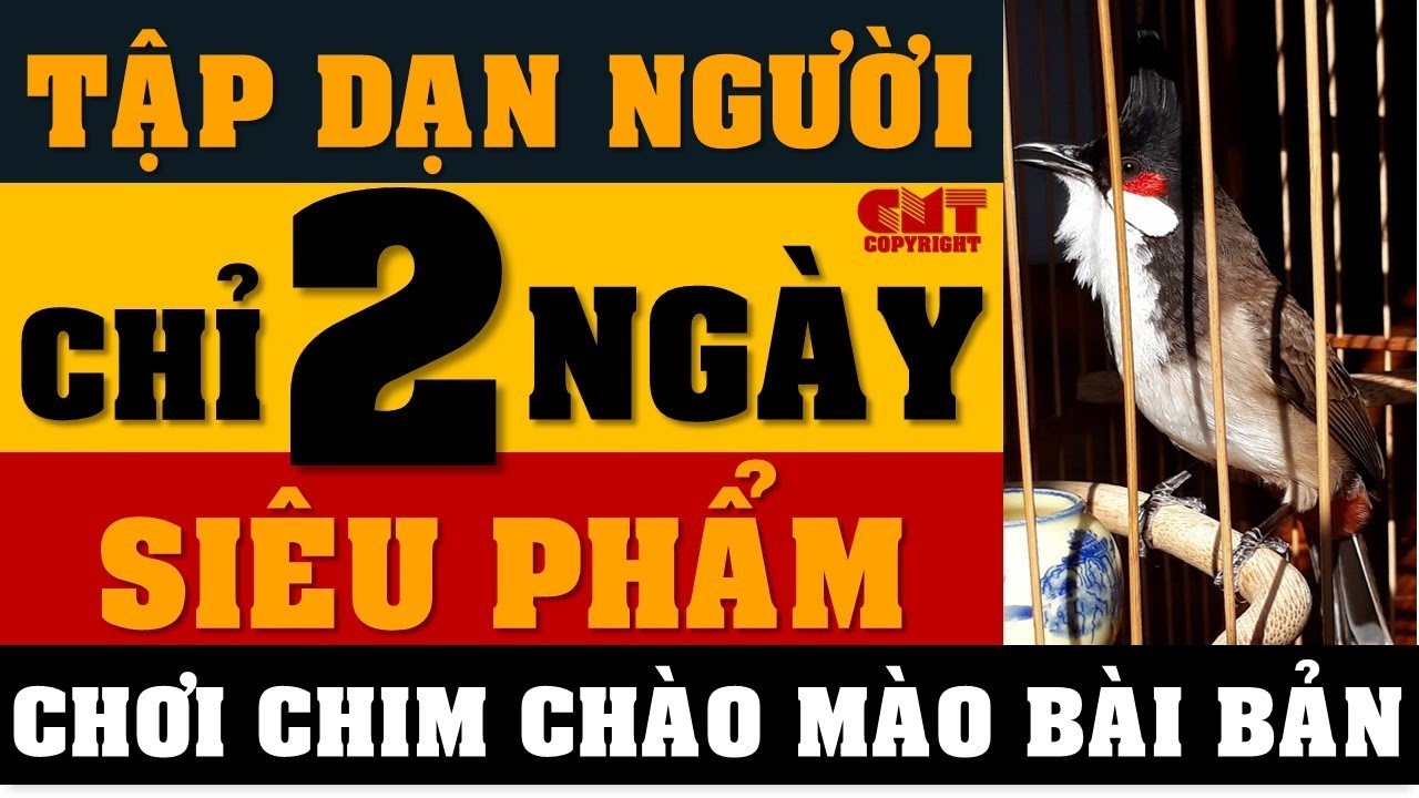 CÁCH TẬP DẠN NGƯỜI Chim Chào Mào Nhanh Nhất Mọi Thời Đại - Thuần chào mào bổi nhanh nhất