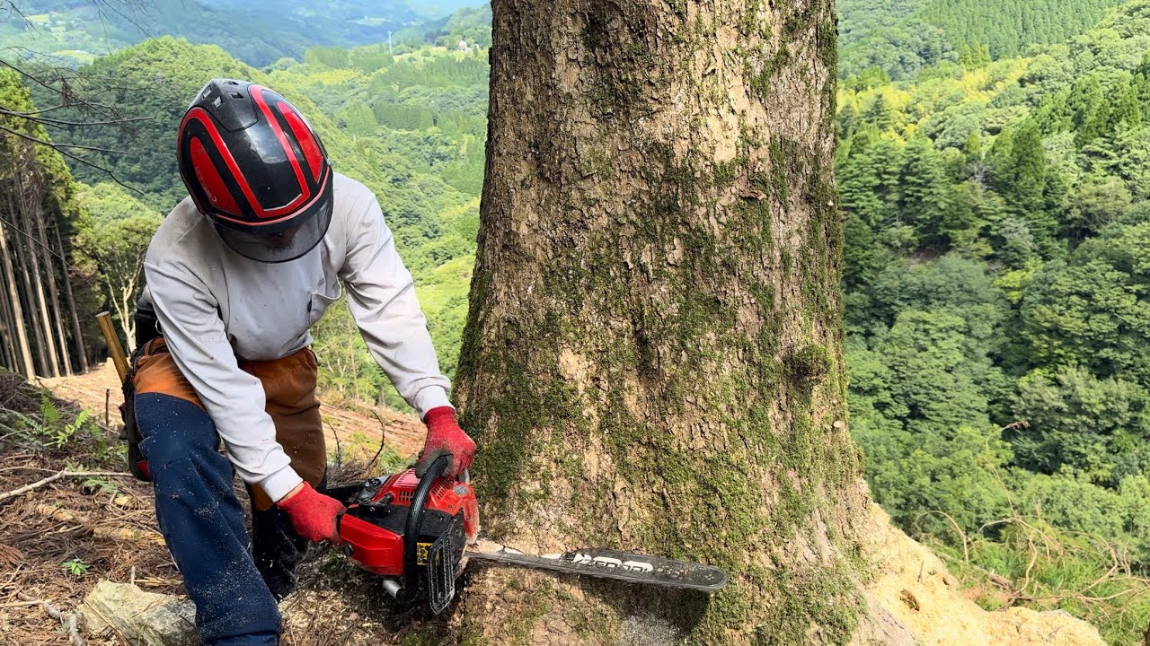 【大径木】モミの木の伐採！#林業 #forest #felling