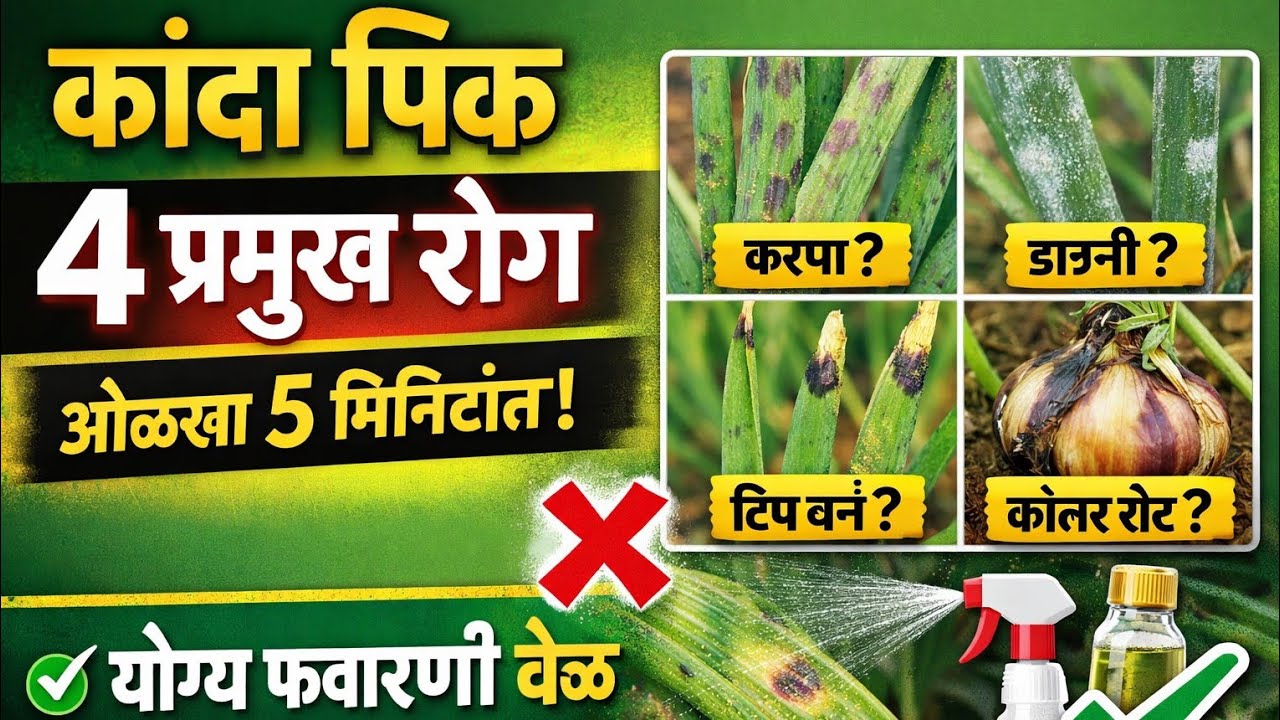 कांदा पिक 4 प्रमुख रोग | #करपा, #डाउनी, #टिप बर्न ओळखा 5 मिनिटांत | योग्य फवारणी वेळ
